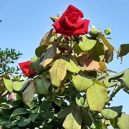 펜션 Il Piccolo Antico 베르가모